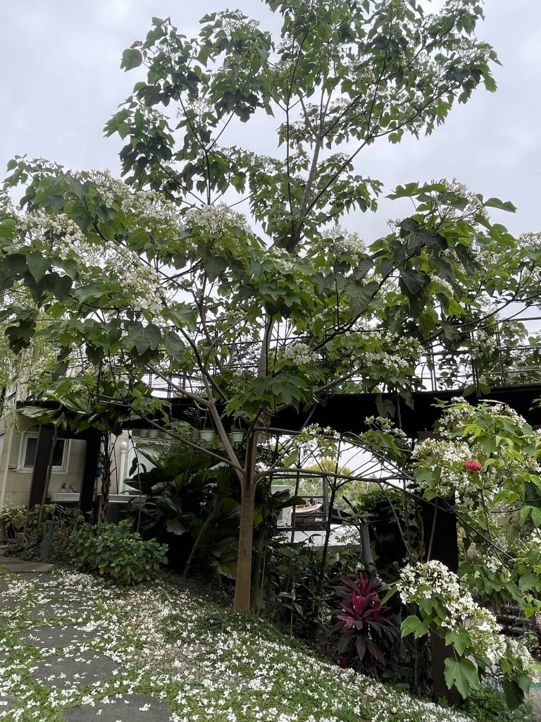 幸福山丘_落花