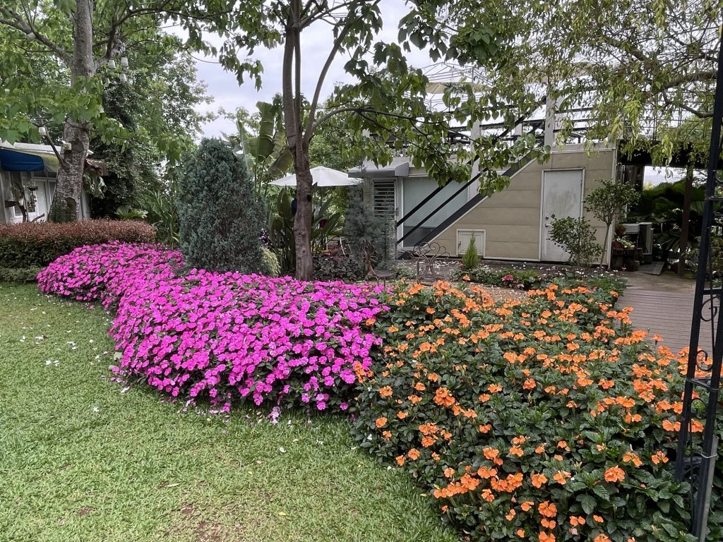 幸福山丘_花