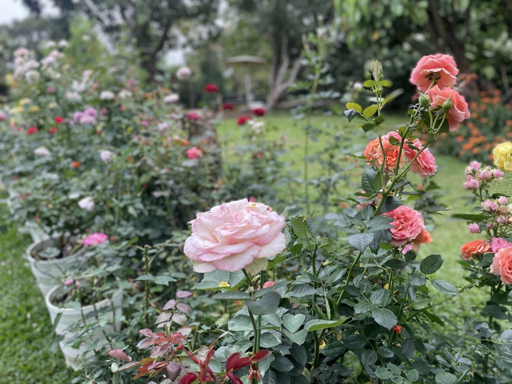 幸福山丘_花