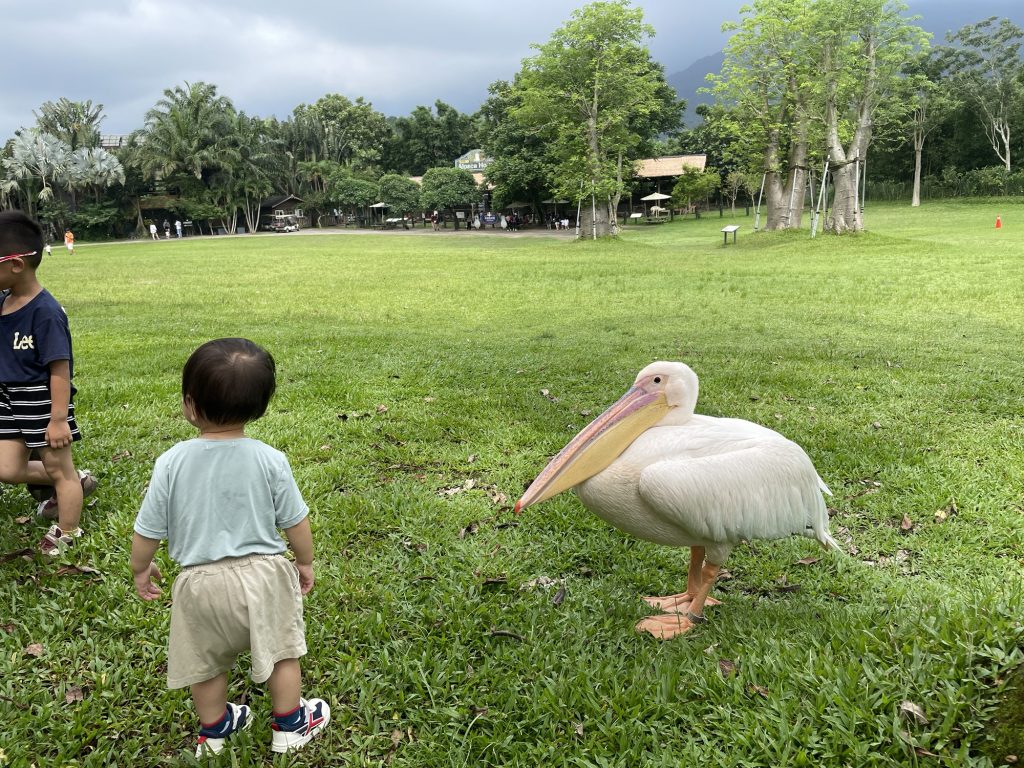 鵜鶘