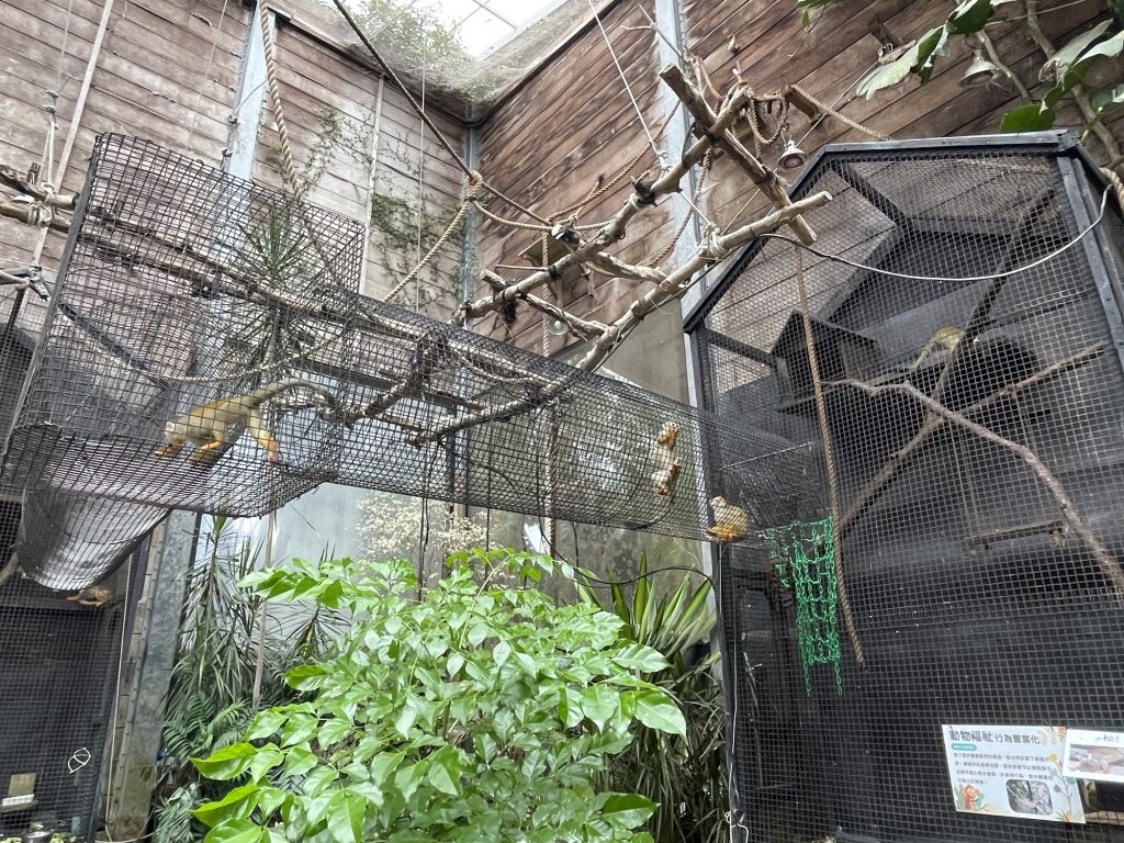 長尾猴
