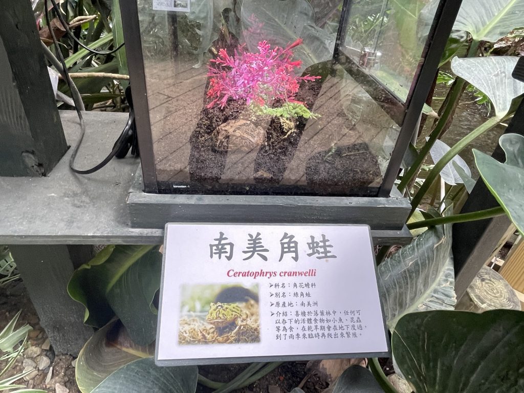 南美角蛙