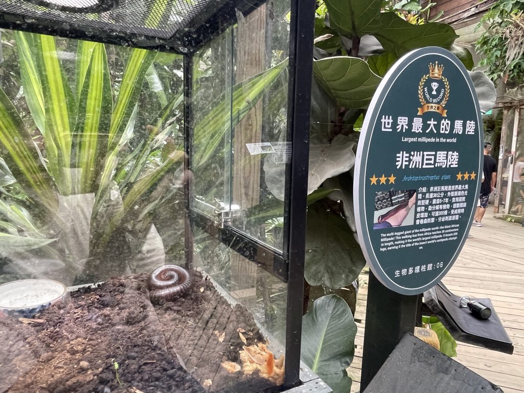 馬陸