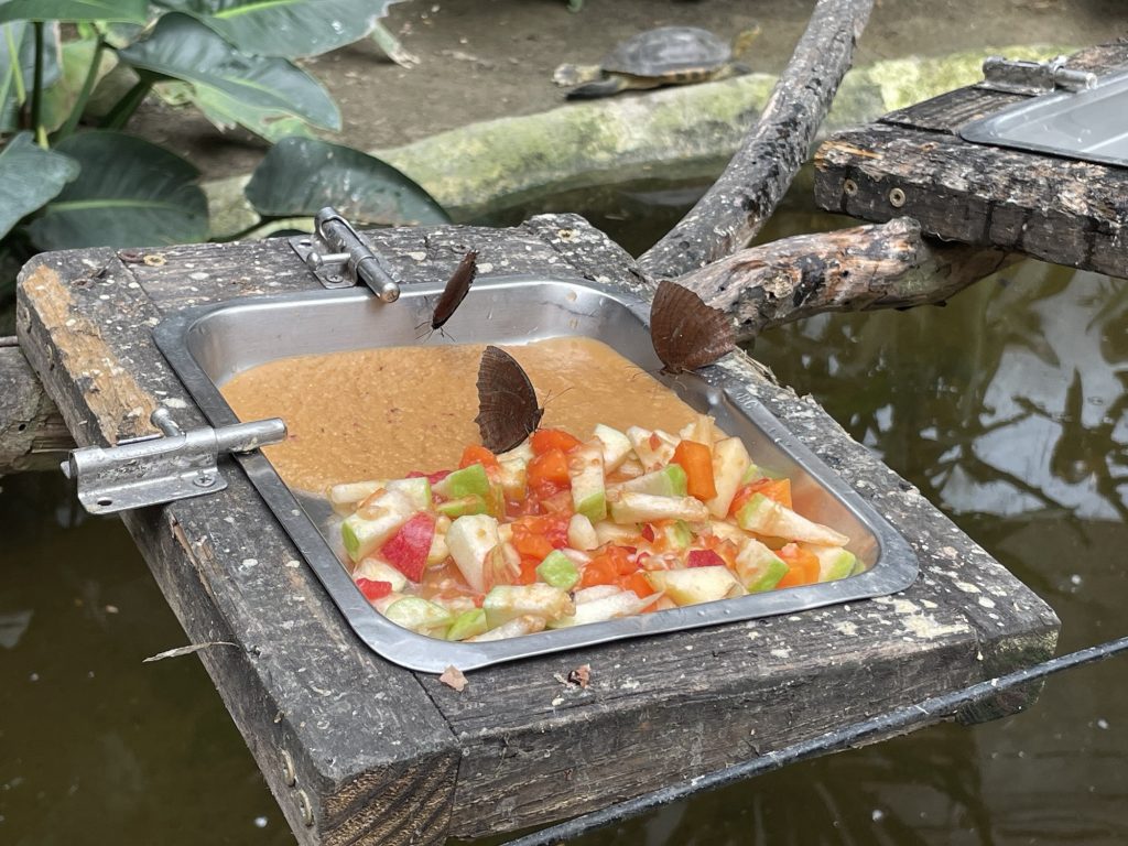 蝴蝶餵養