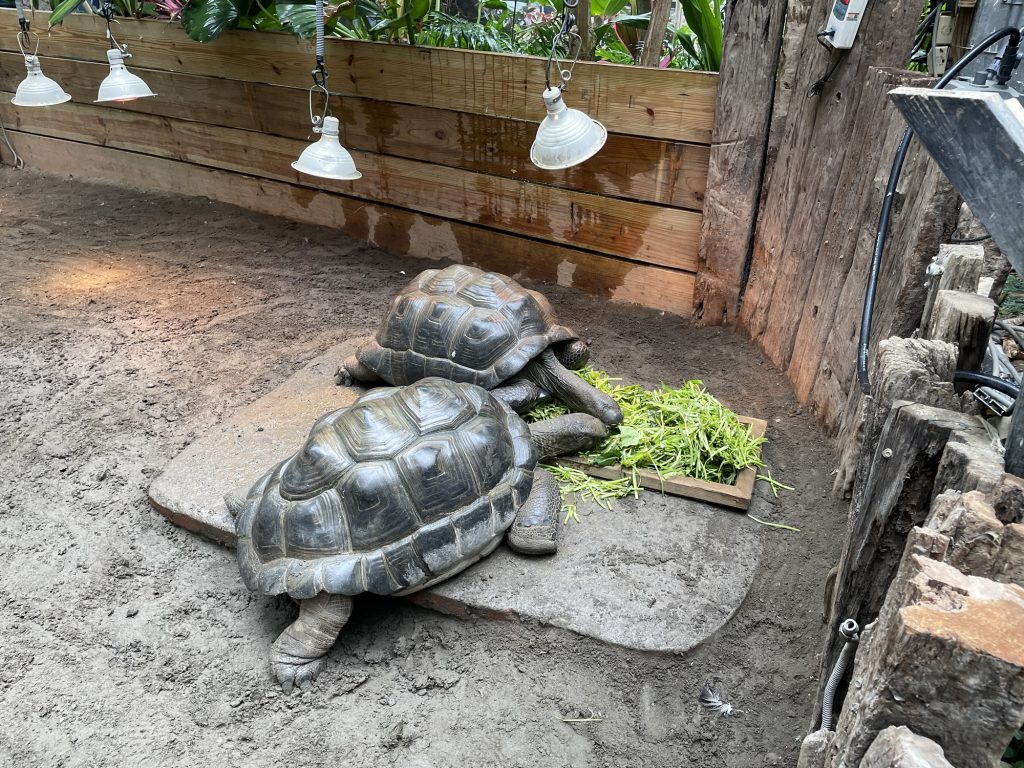陸龜