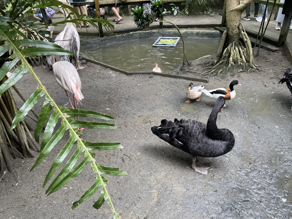 黑天鵝