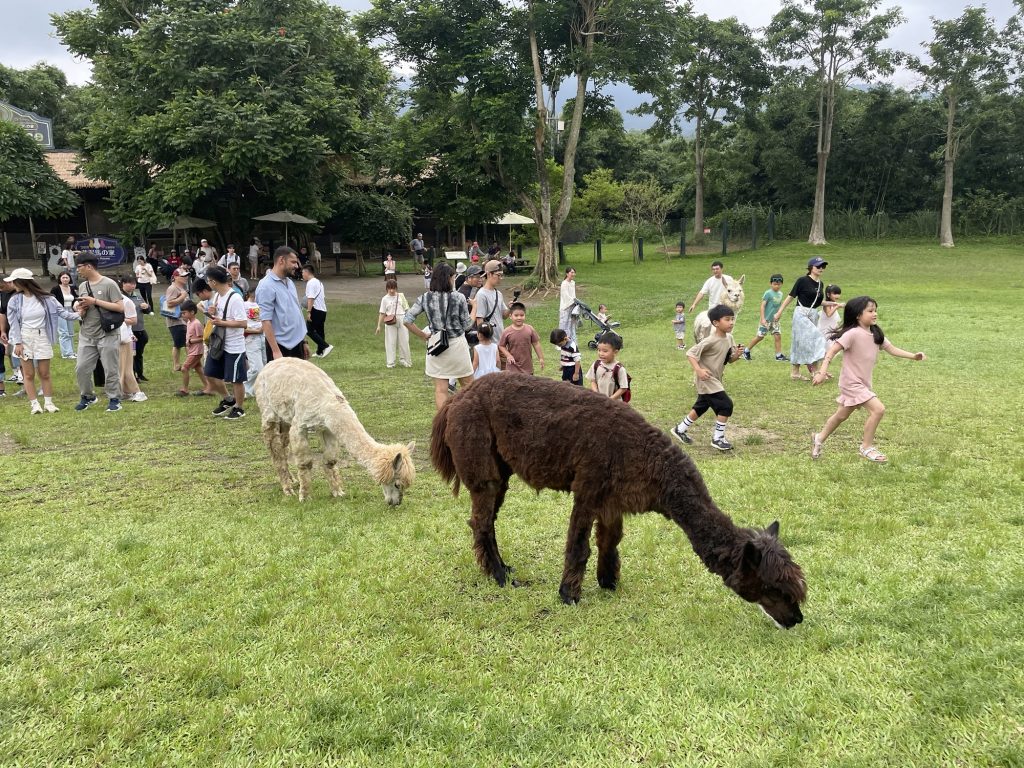 羊駝