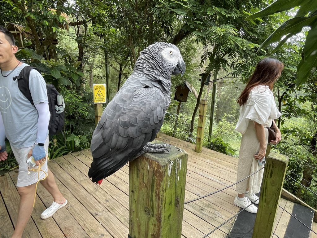 鳥園鸚鵡