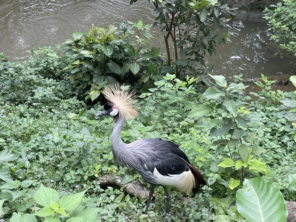 頭冠鳥