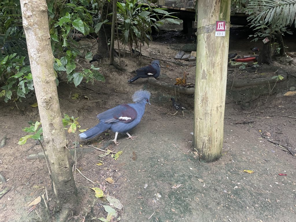 藍色的鳥