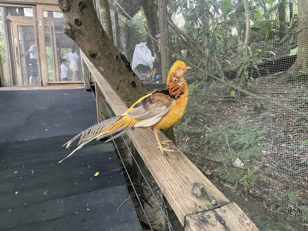 金色的鳥
