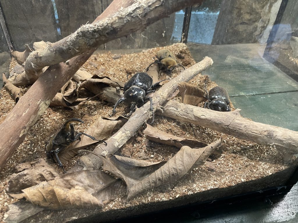 獨角仙
