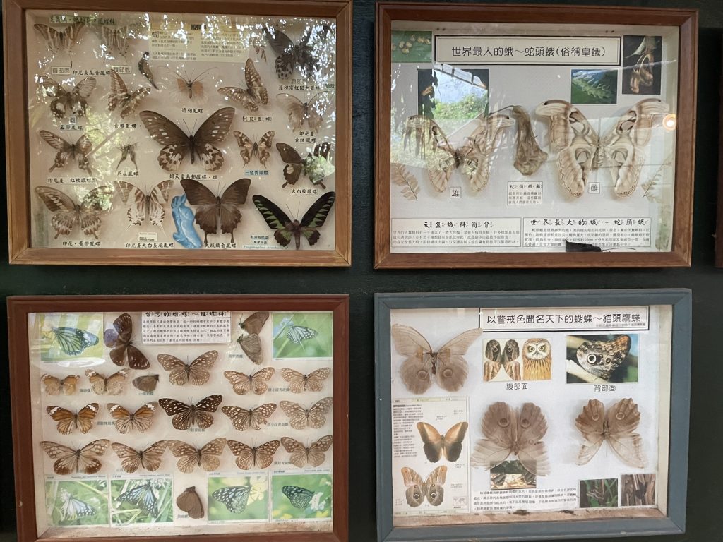 蝴蝶標本