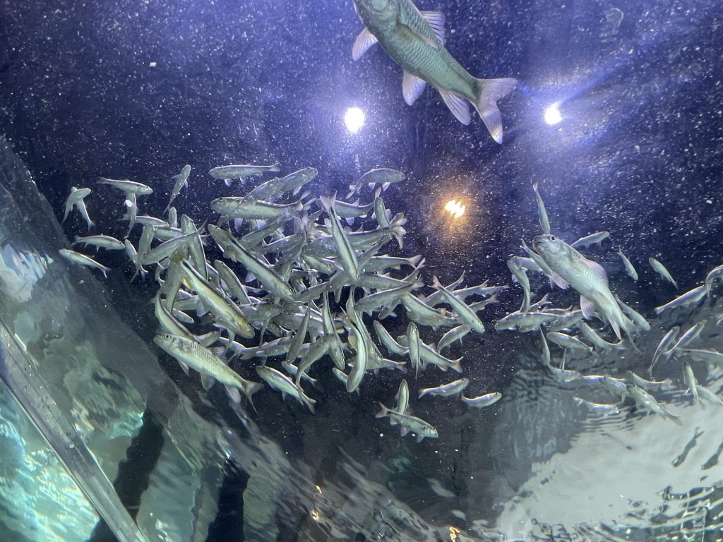台中海洋館