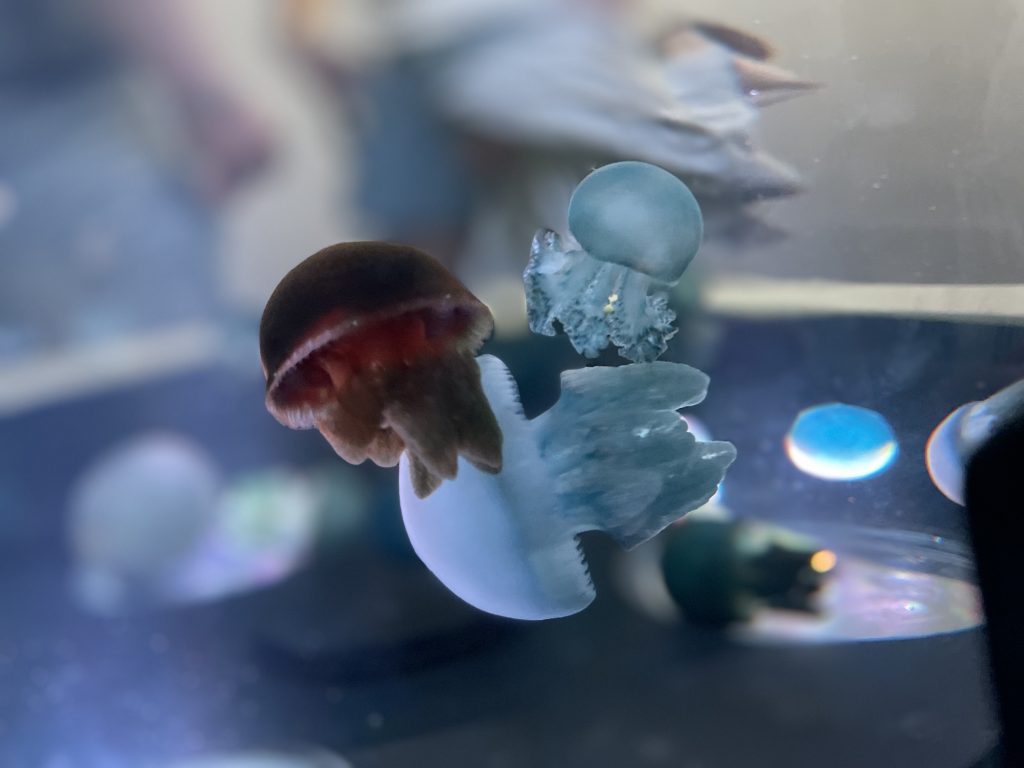 台中海洋館