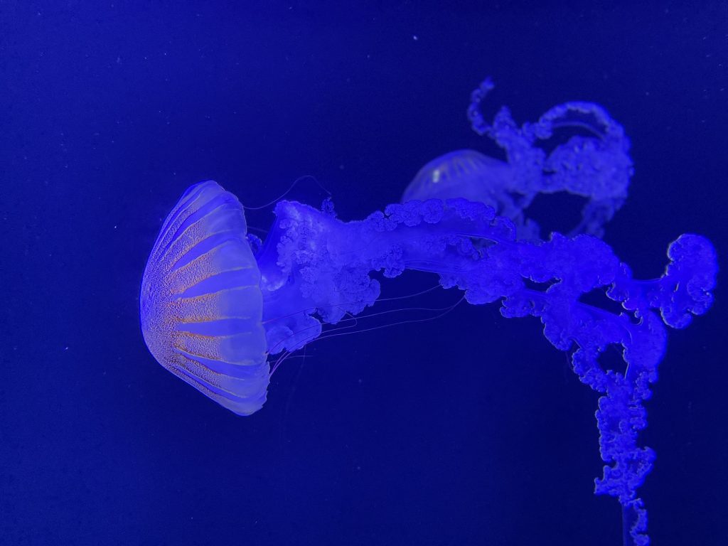 台中海洋館